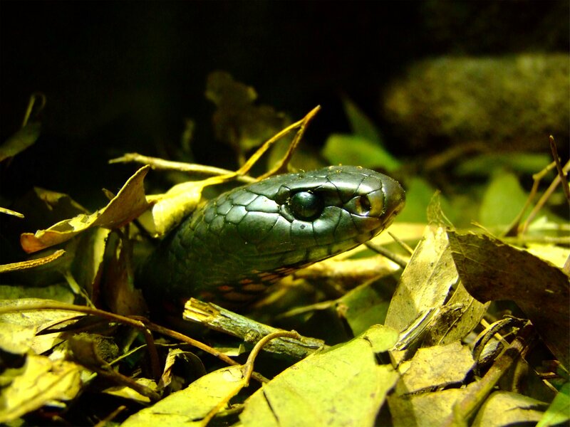 Black Snake in Leaves