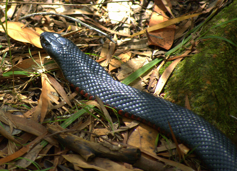 black snake on forest floor
