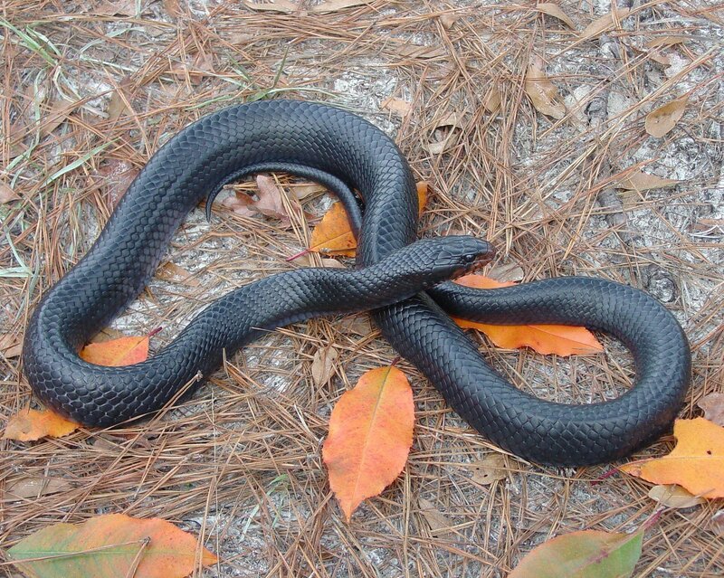 black snake on forest floor