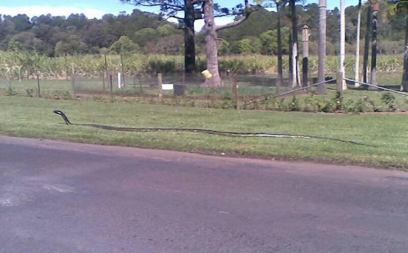 Black Snake on Grass
