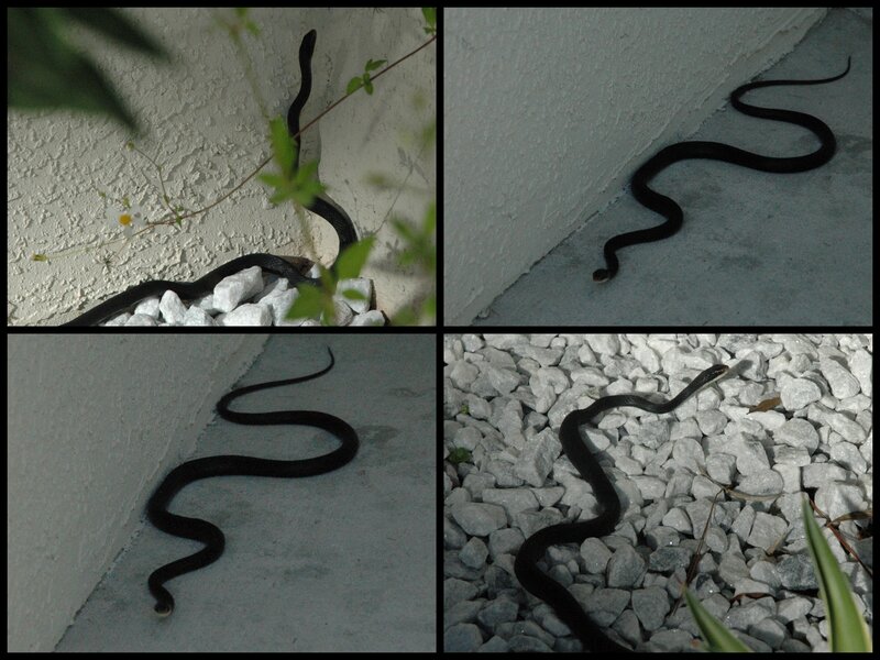 Black Snake on Gravel
