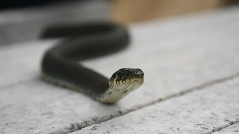 Black Snake on Pavement