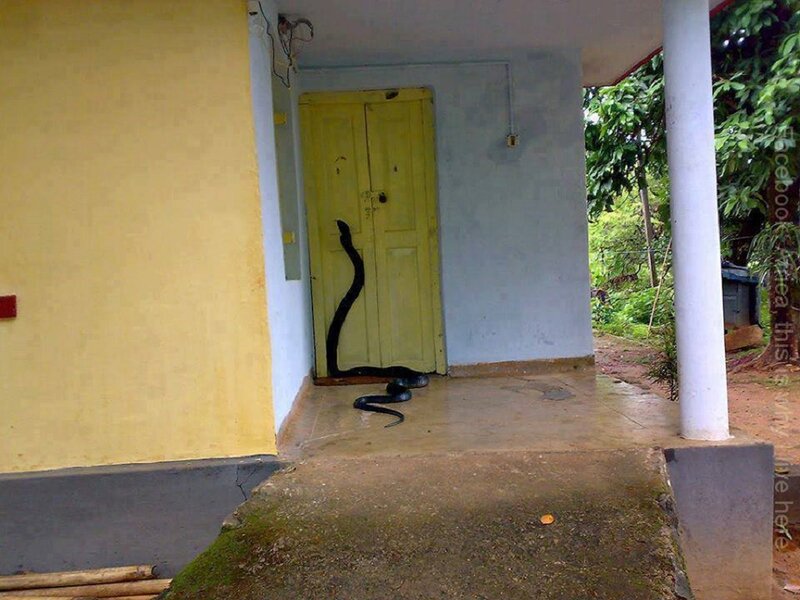 Black Snake on Porch