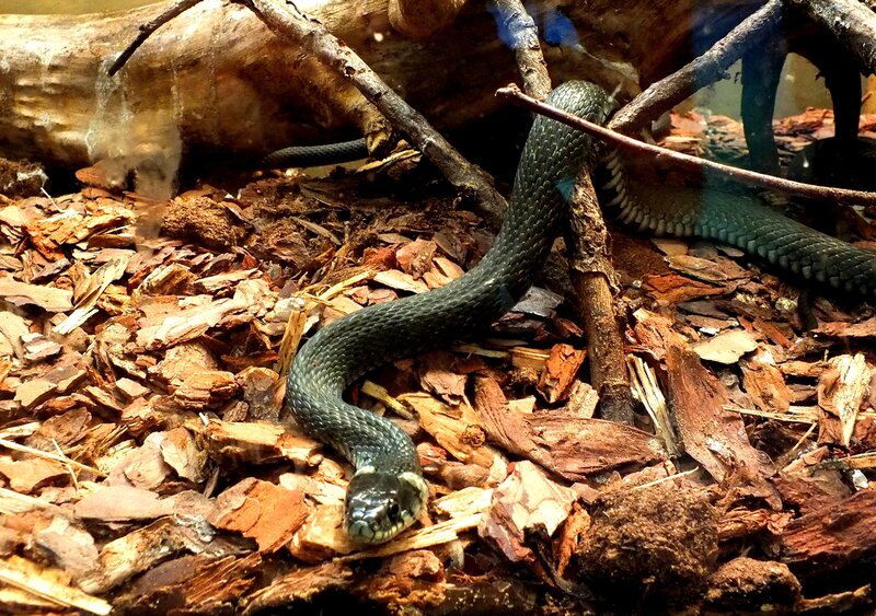 Black Snake on Wood Chips