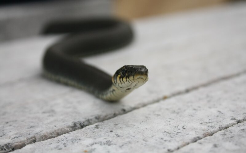 Black Snake on Wood — Neutral, Photograph