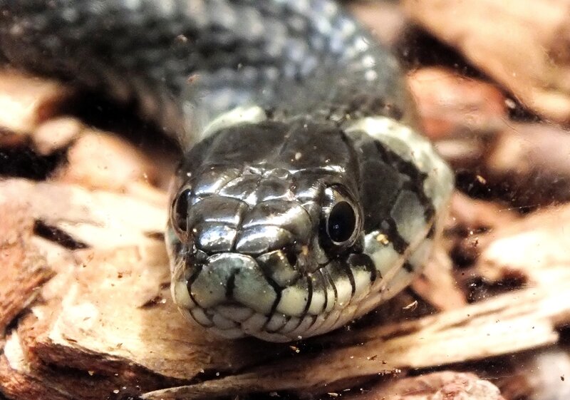 Black Snake on Wood