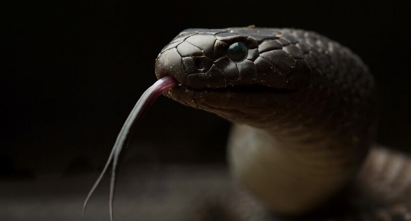 Black Snake with Forked Tongue — Dramatic