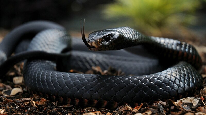 Black snake with forked tongue