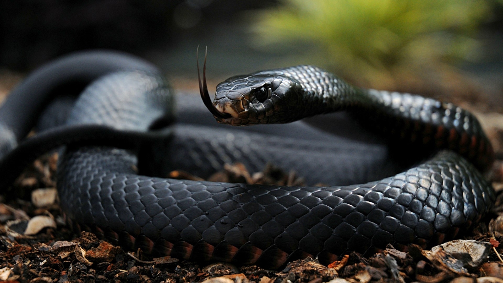 Black snake with forked tongue