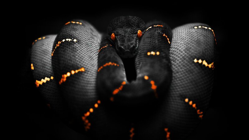 Black Snake with Orange Spots