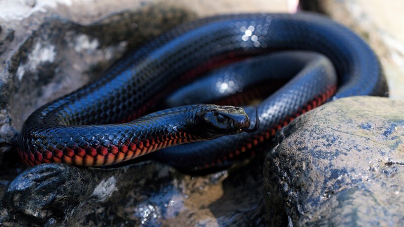 Black Snake with Red Belly — Natural