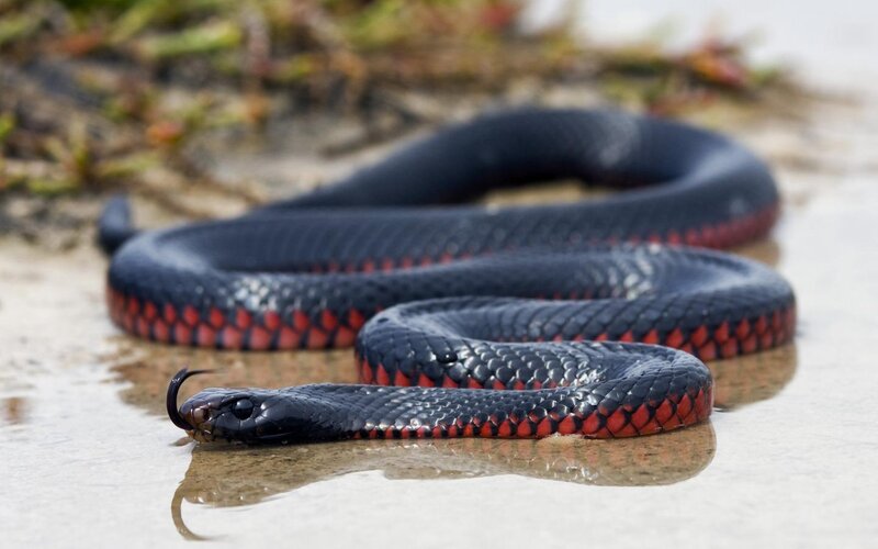 Black Snake with Red Belly