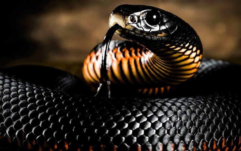 Black Snake with Red Neck — Dramatic