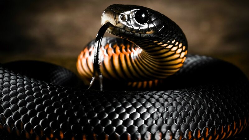 Black Snake with Red Neck