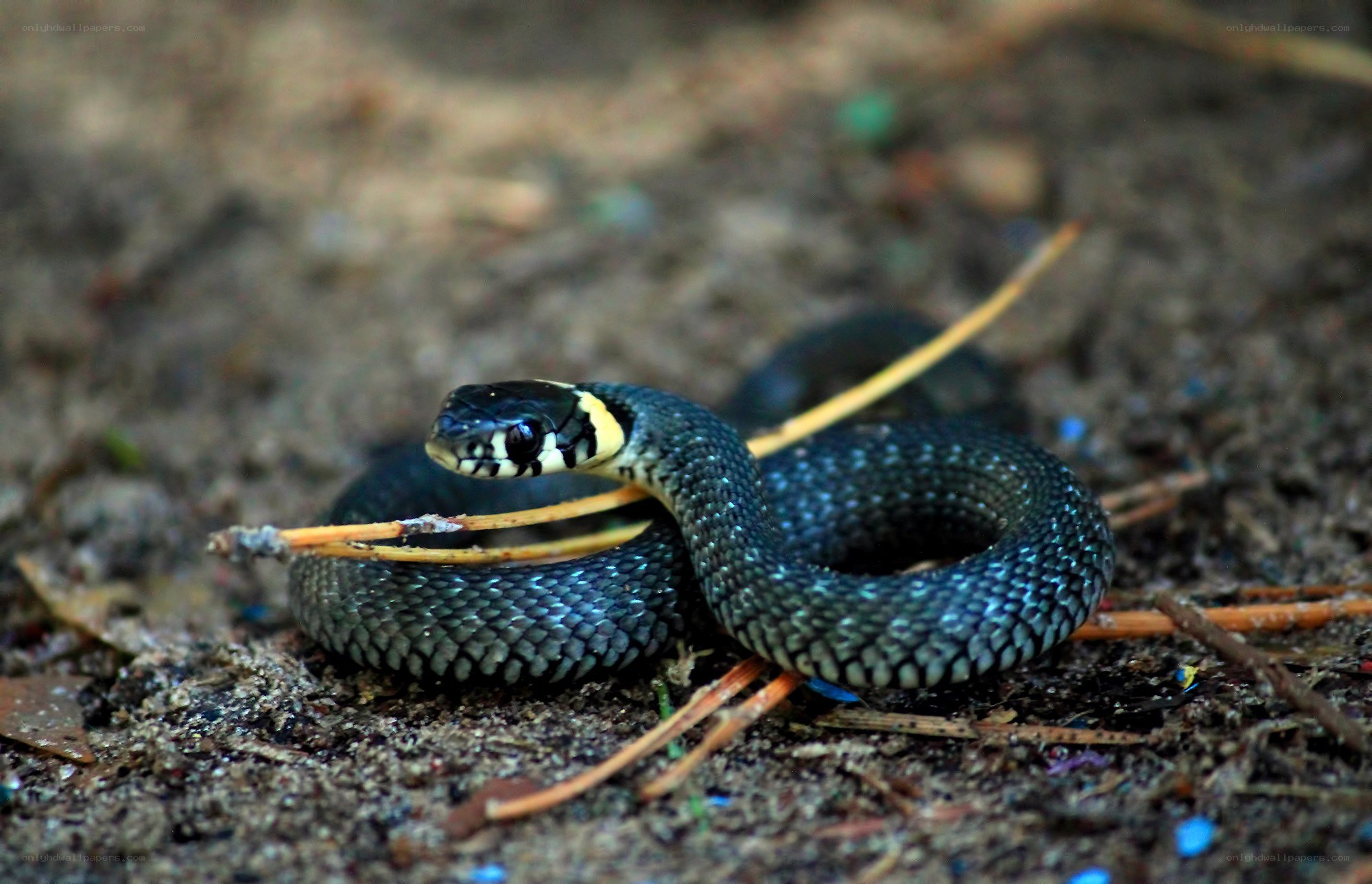 black snake with yellow collar