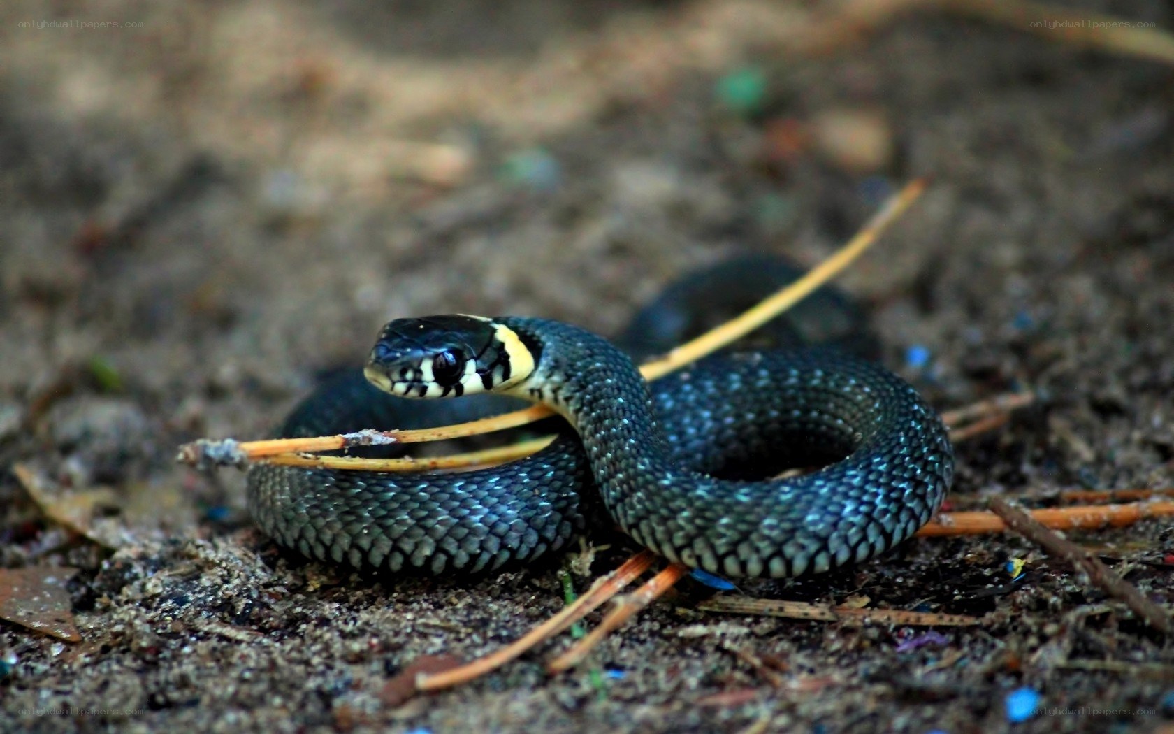 black snake with yellow collar