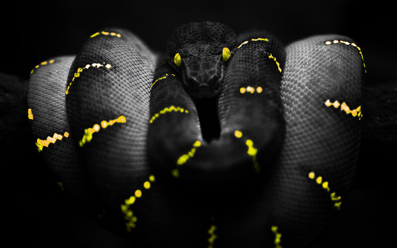Black Snake with Yellow Spots