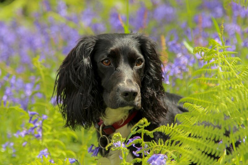 Black Spaniel in Flowers