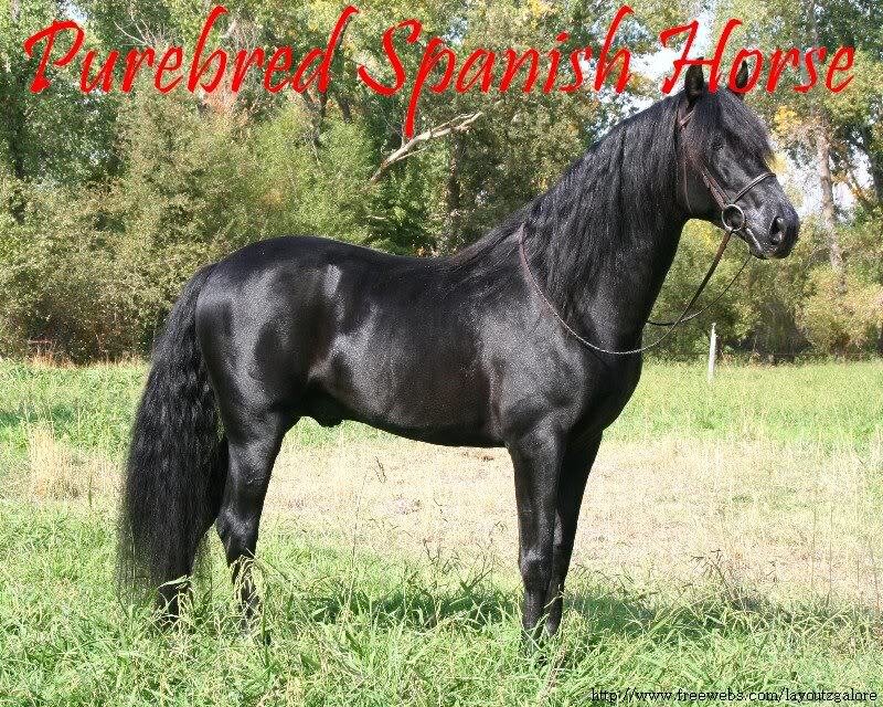 Black Spanish horse in field