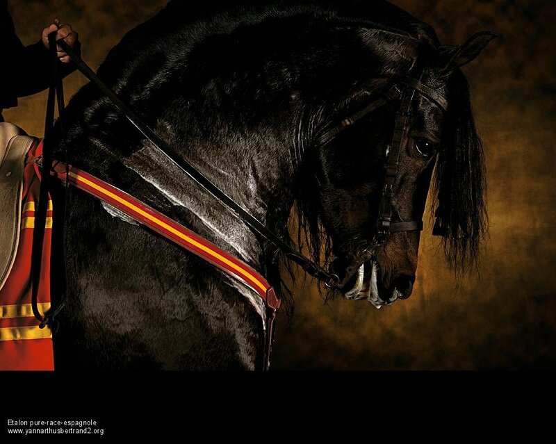 Black Spanish horse portrait