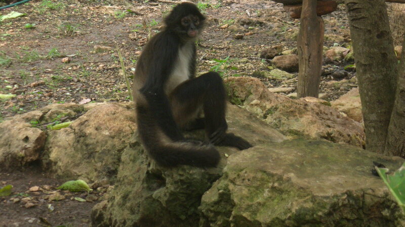 Black Spider Monkey