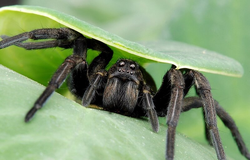 Black Spider on Leaf — Green