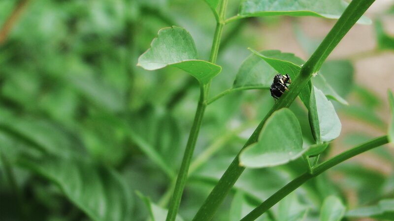 Black Spider on Leaf