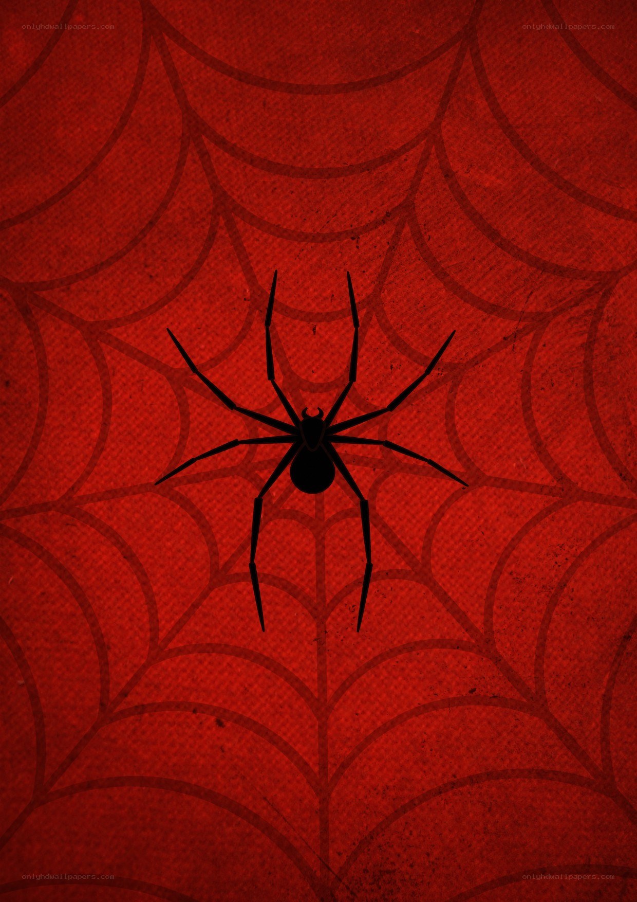 black spider on red web