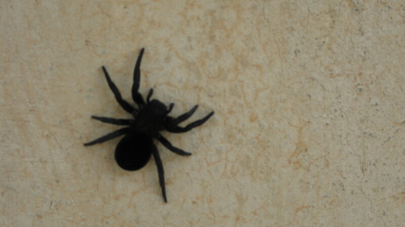 Black Spider on Wall