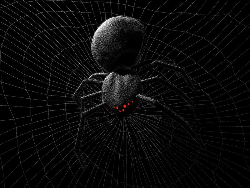 Black Spider on Web — Dark