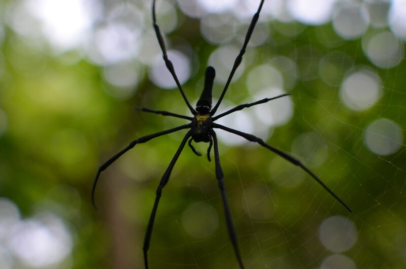 Black Spider on Web — Natural