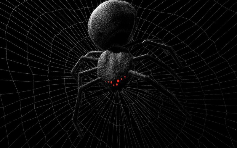 Black Spider on Web