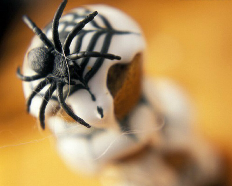 Black Spider on White Object