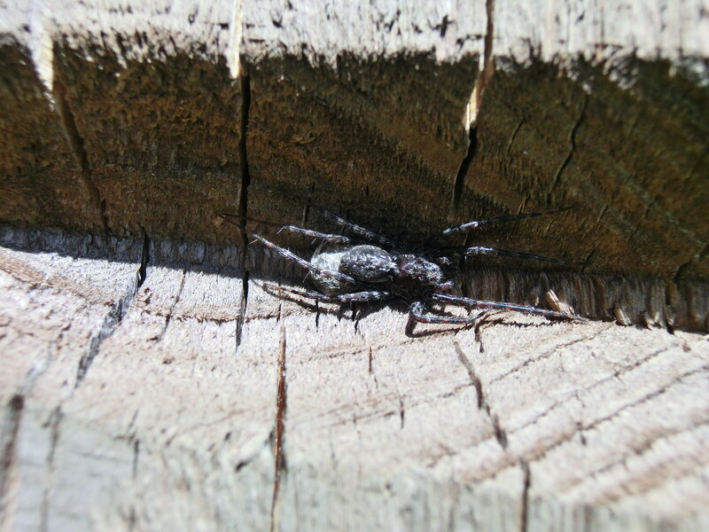 Black Spider on Wood