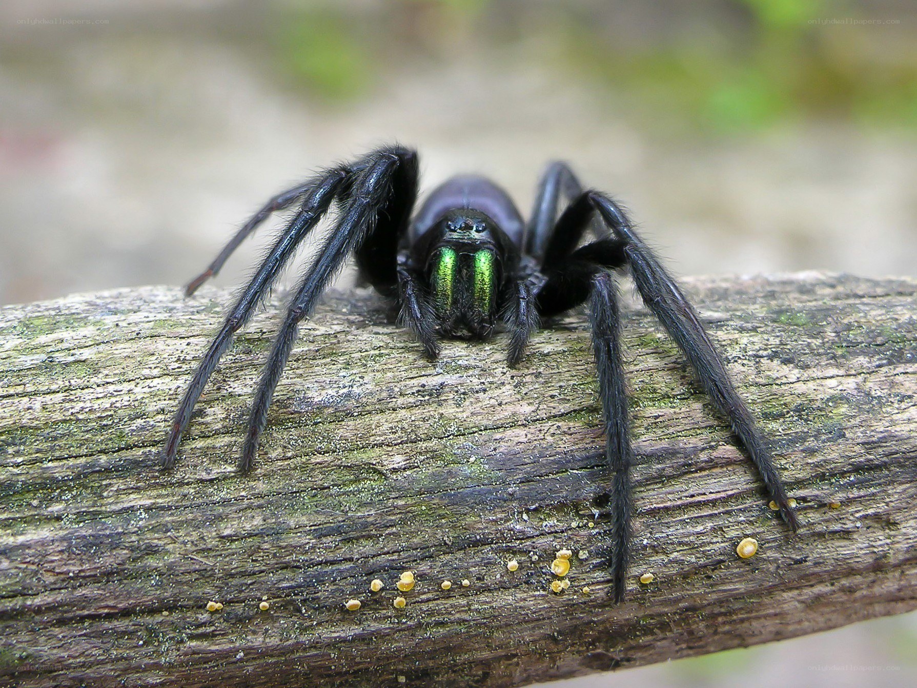 black spider with green eyes