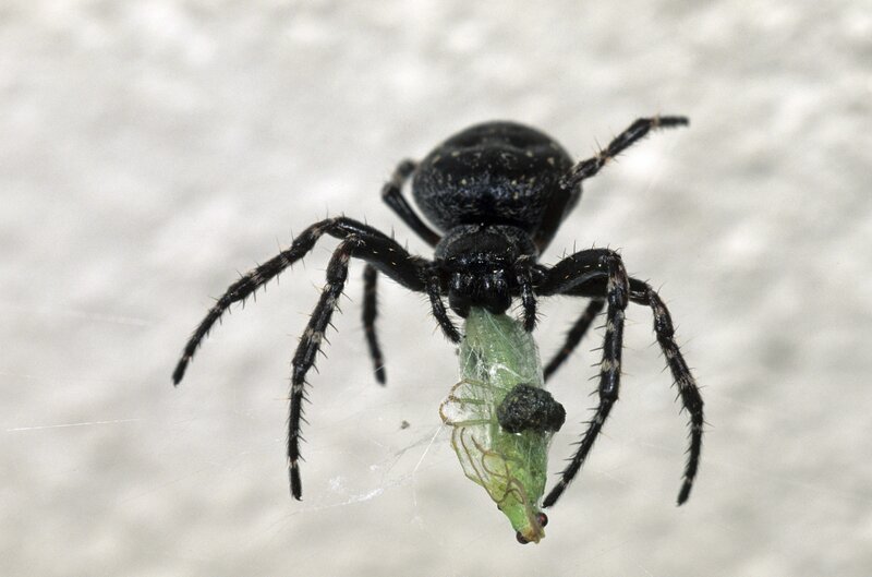 black spider with prey
