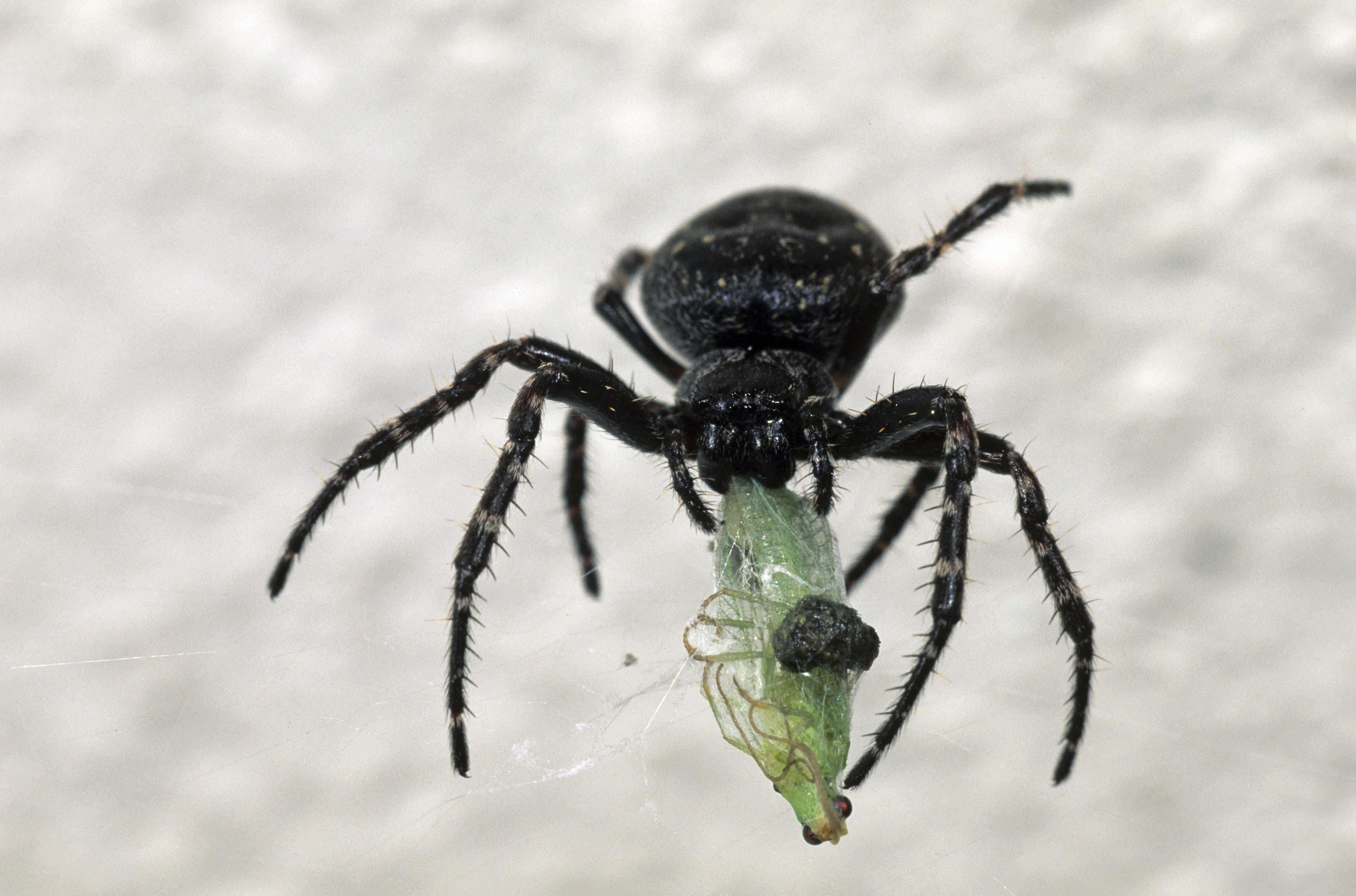 black spider with prey