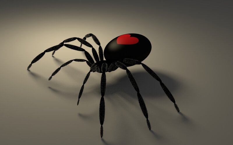 Black Spider with Red Heart