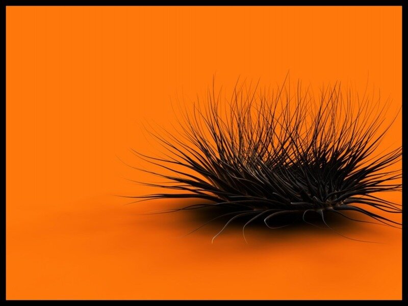Black spiky object on orange