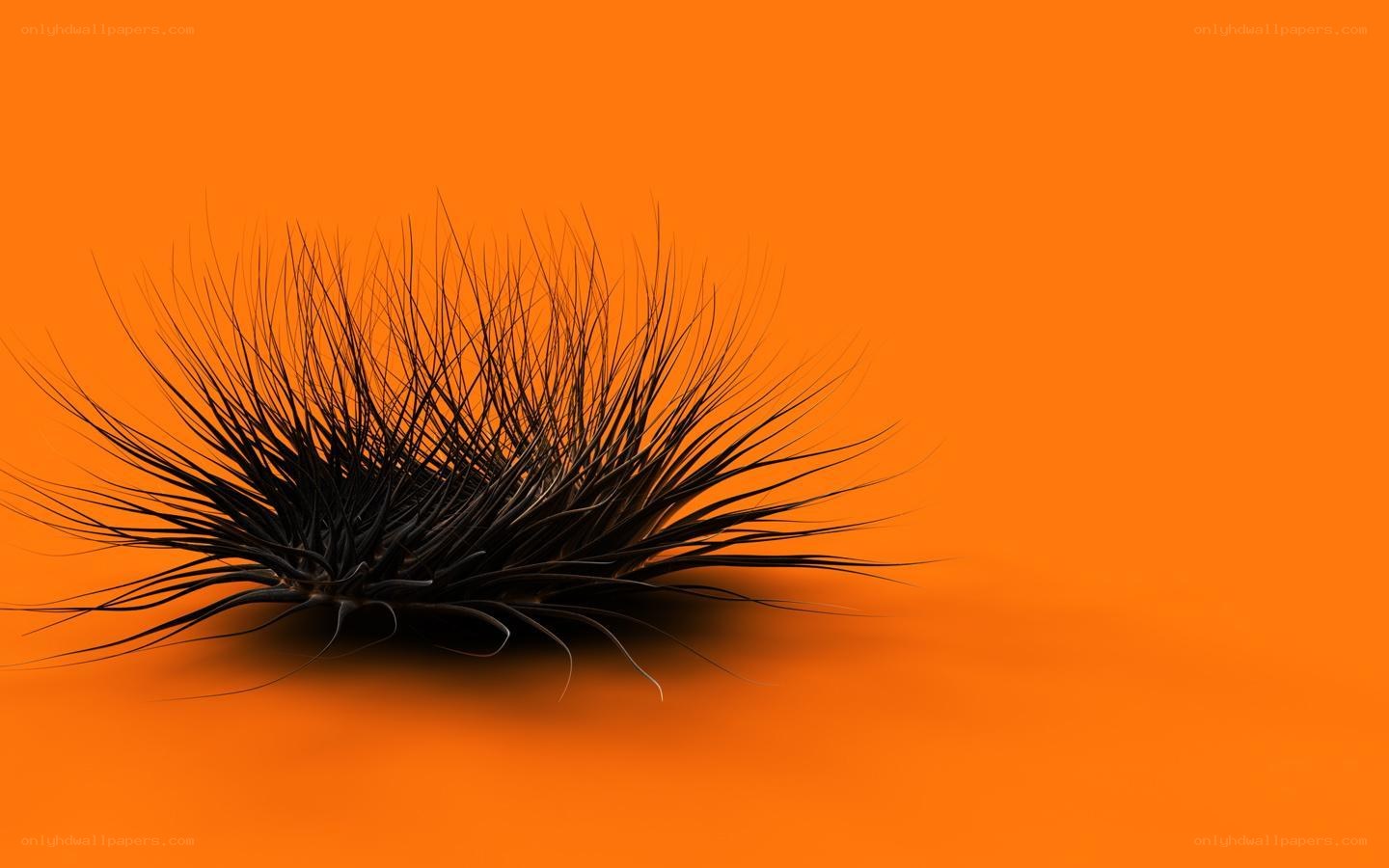 Black spiky object on orange