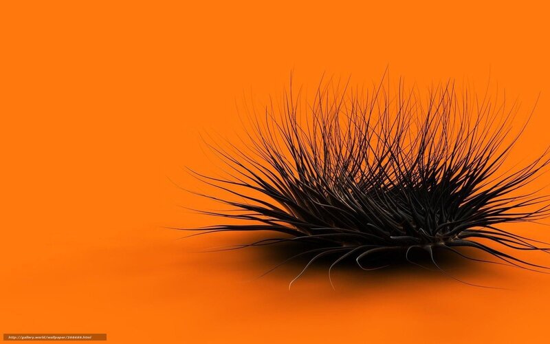 Black Spiky Plant — Orange