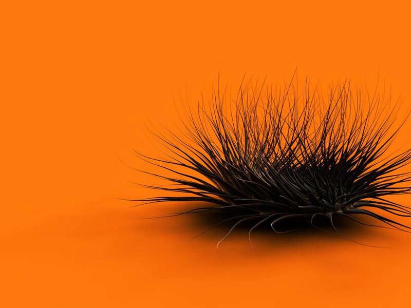 Black Spiky Plant