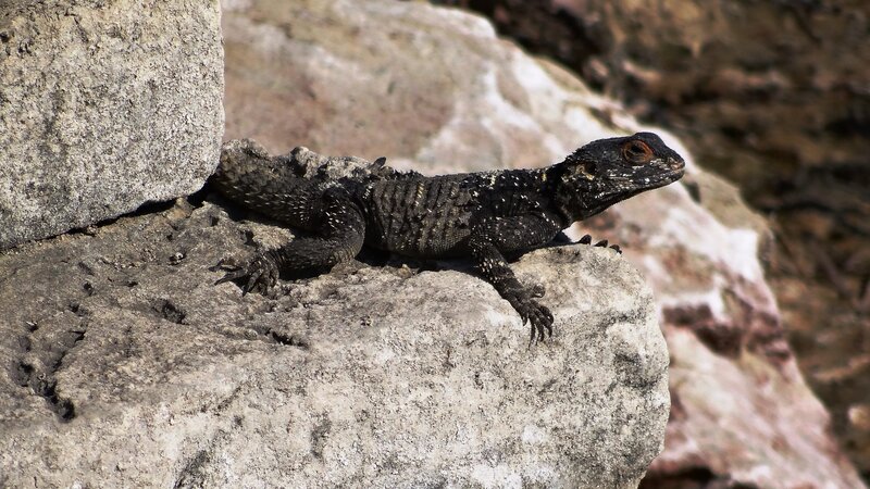 Black Spiny Lizard