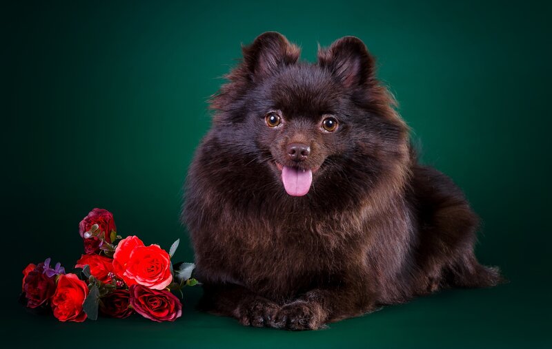 Black Spitz Dog