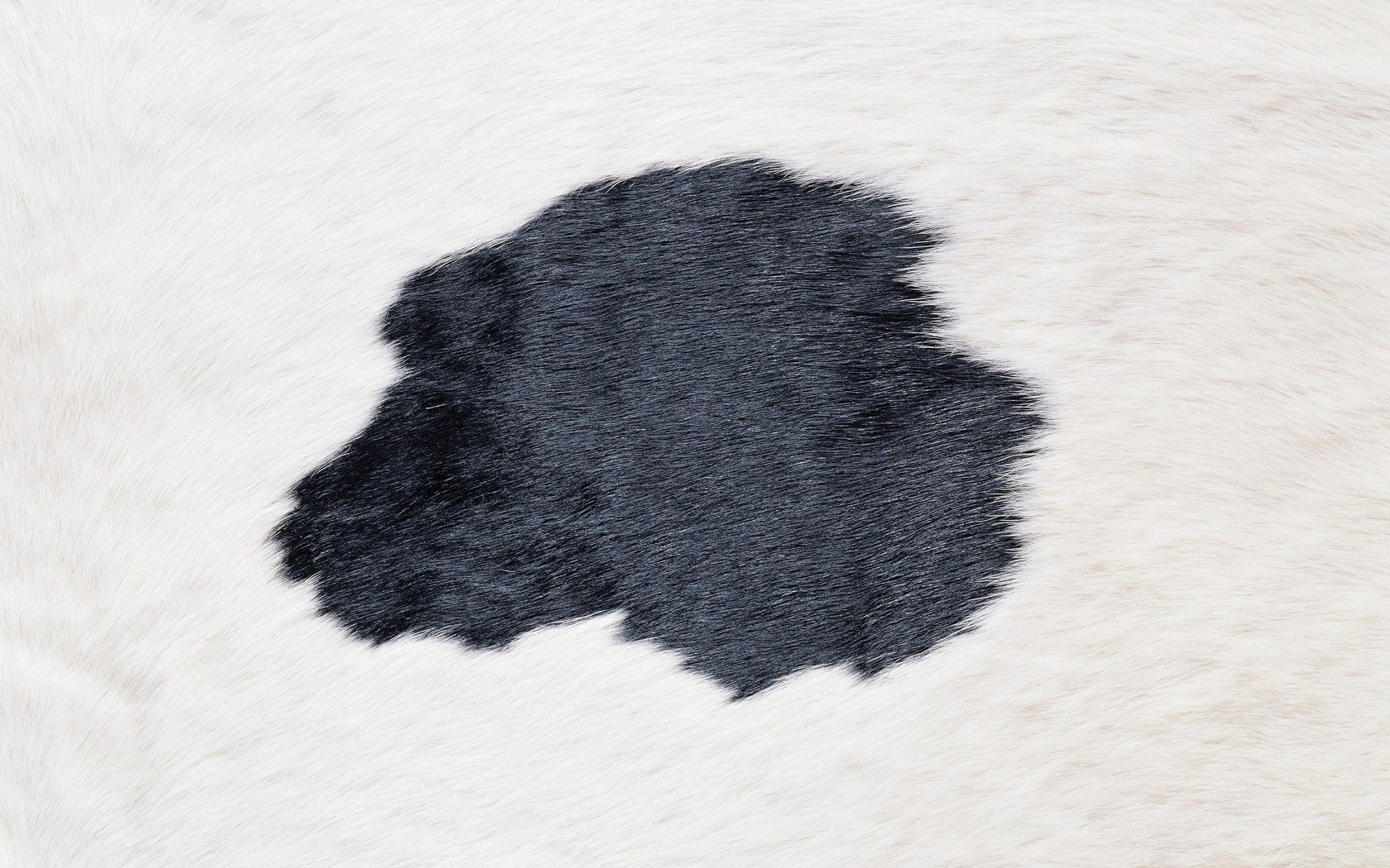 black spot on white fur