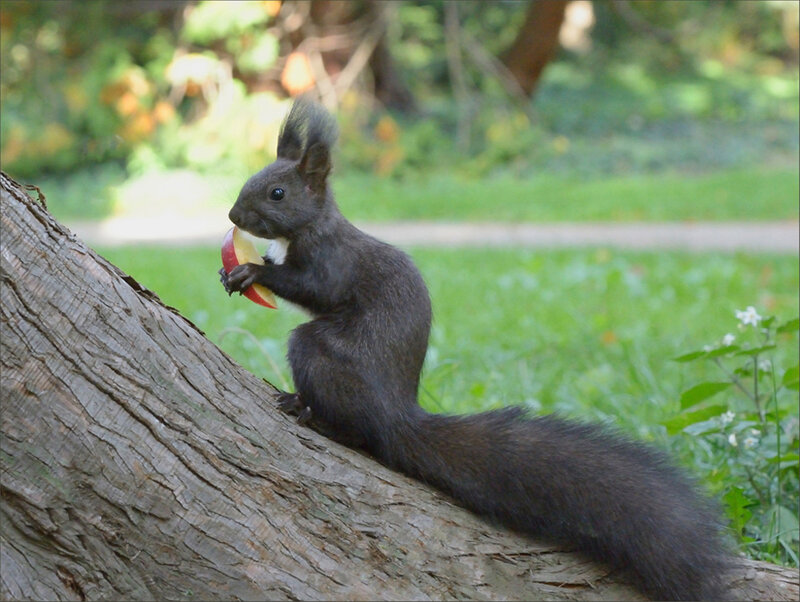 Black Squirrel Eating Apple