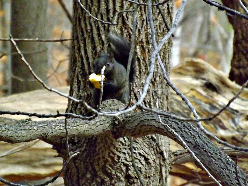 Black Squirrel Eating — Brown