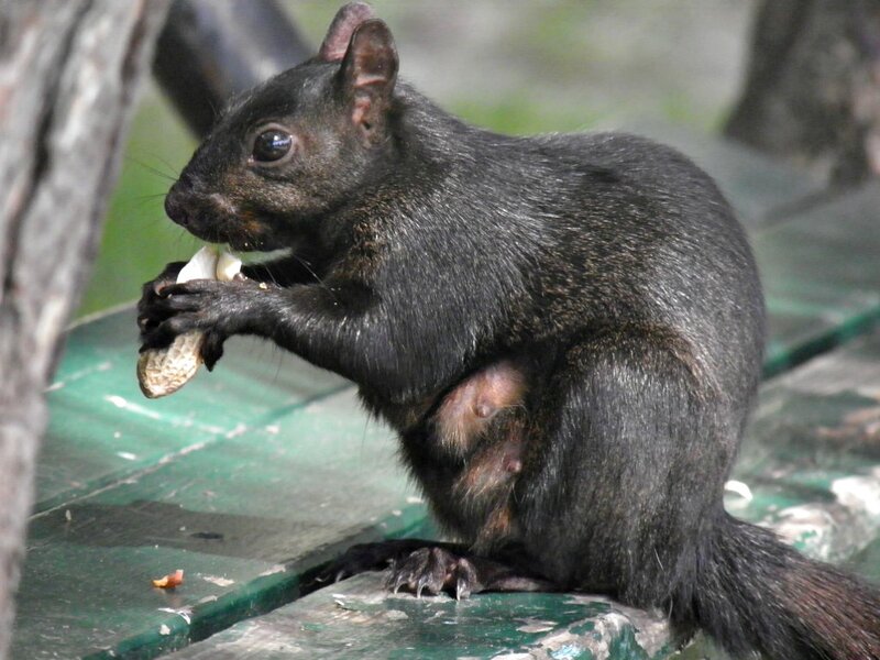 Black Squirrel Eating — Calm