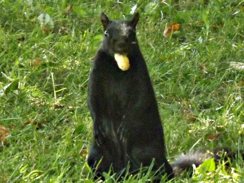 Black Squirrel Eating — Green