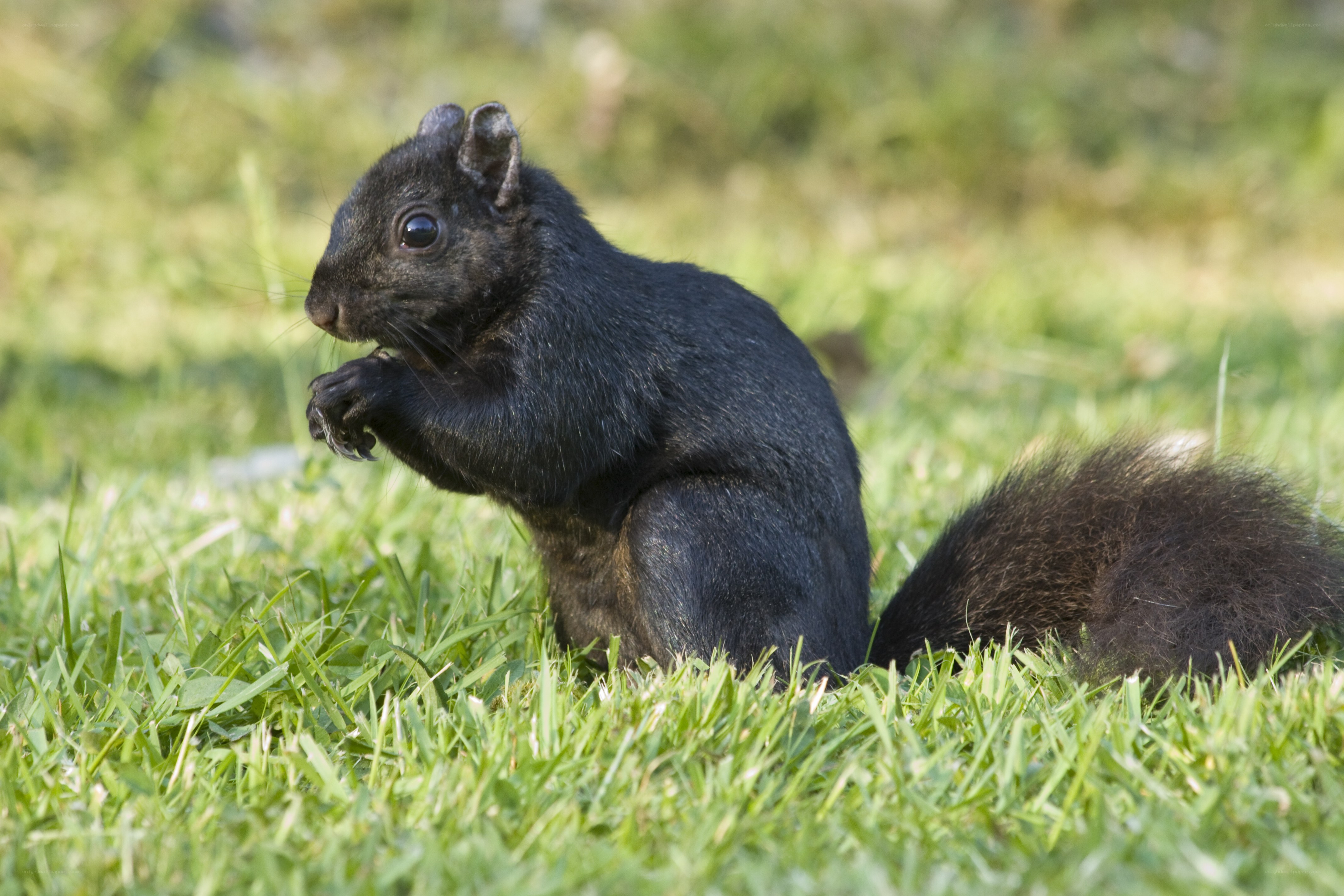 black squirrel eating in grass